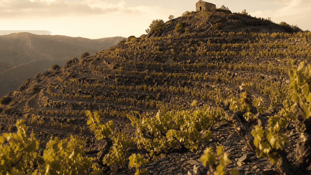 El viñedo de L'Ermita, un anfiteatro de cepas viejas en vaso sobre pizarra oscura encima de Gratallops
