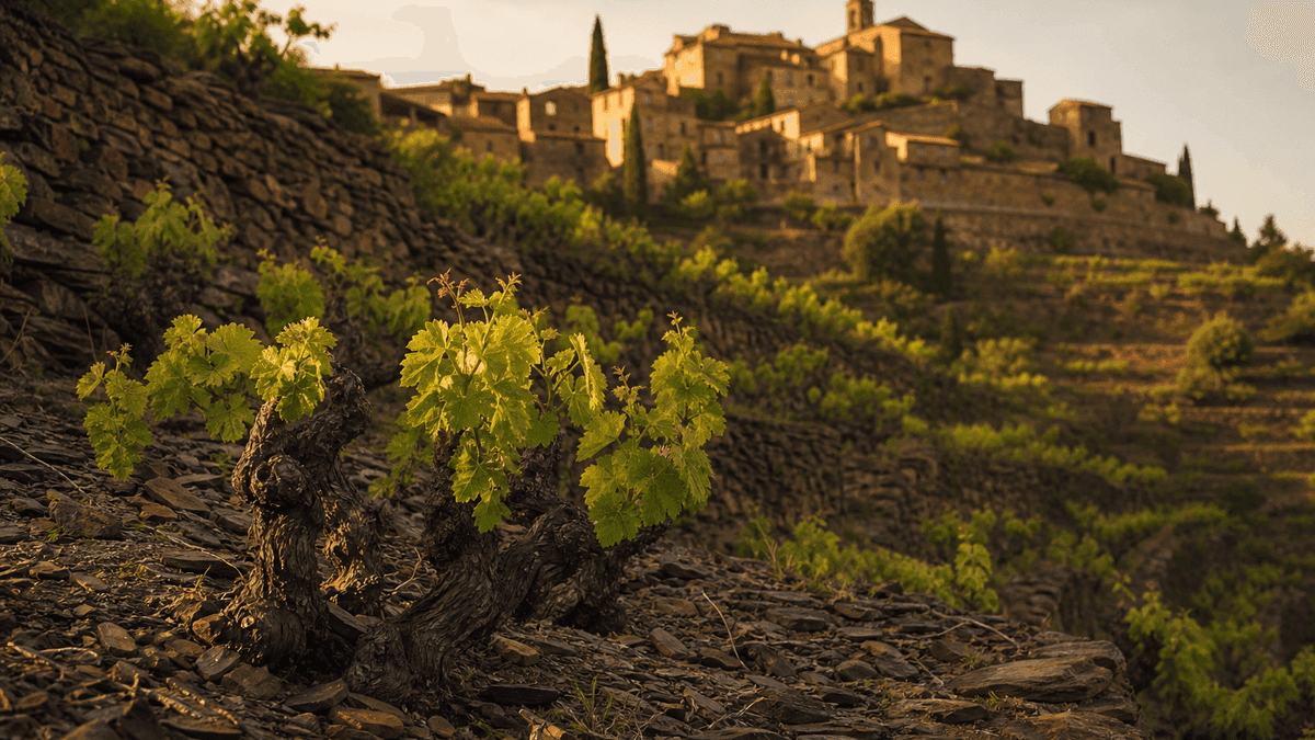 Stylised illustration of terraced llicorella slate vineyards on a steep Priorat hillside
